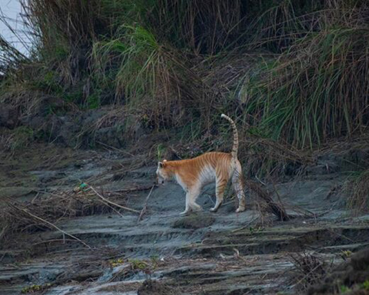 Golden Tiger In India