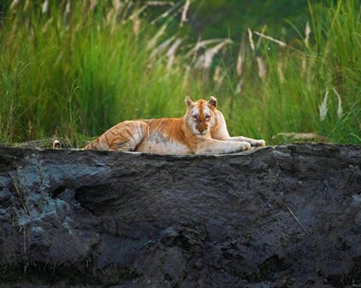 Golden Tiger In India