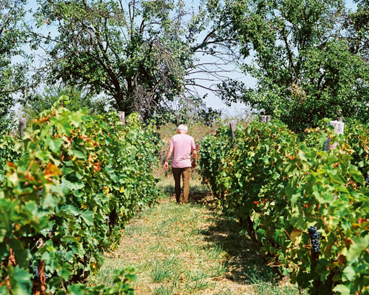 Winemaker Cyrille Bongiraud and his vines at Francuska Vinarija