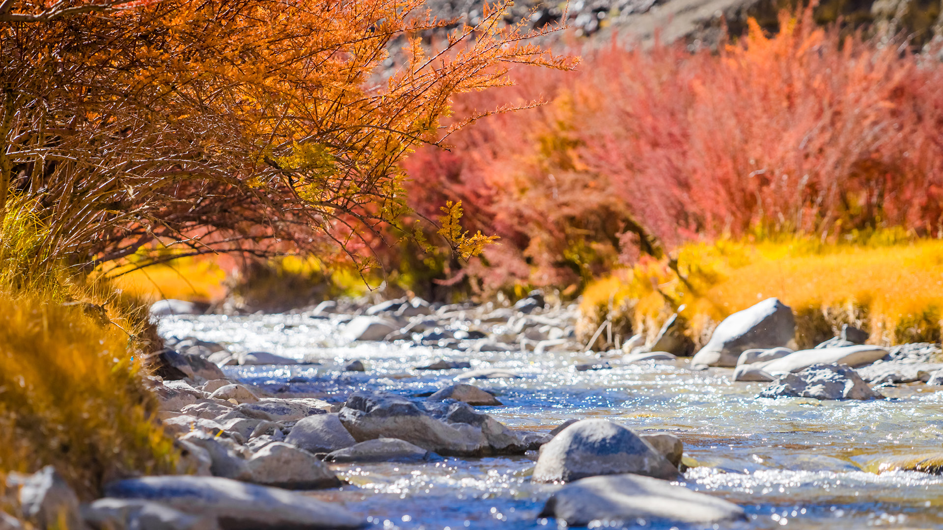 where-to-witness-the-most-spectacular-fall-foliage-in-india