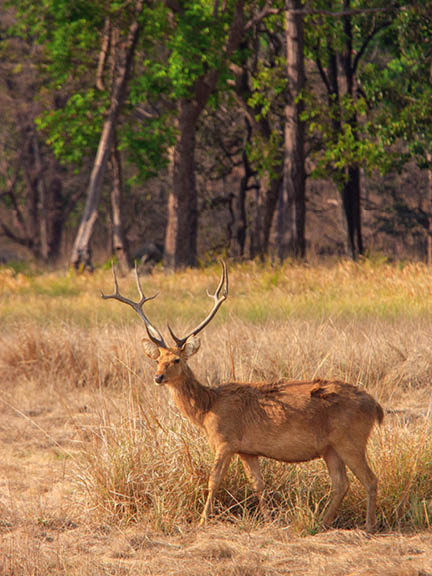 Luxury Safari Properties