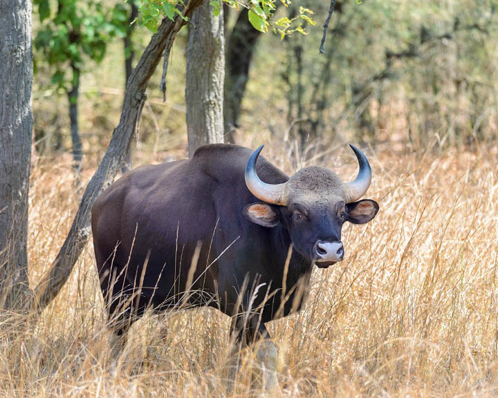 Luxury Safari Properties