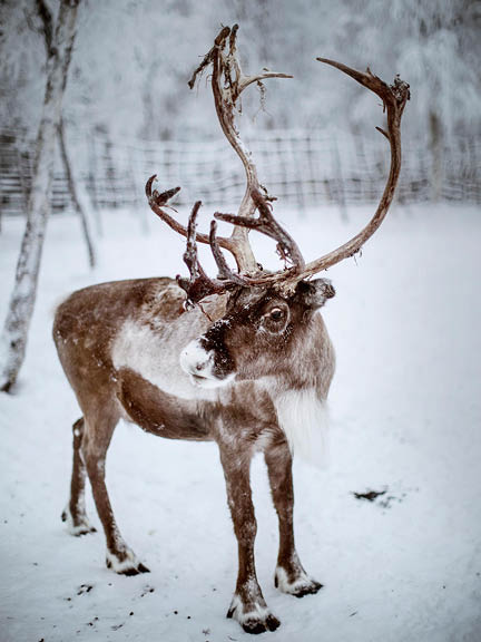 Swedish Lapland