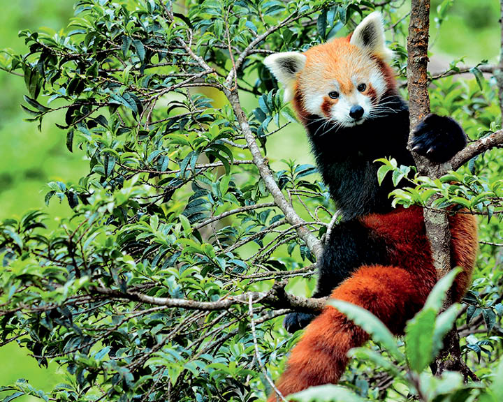 Guide To Gangtok