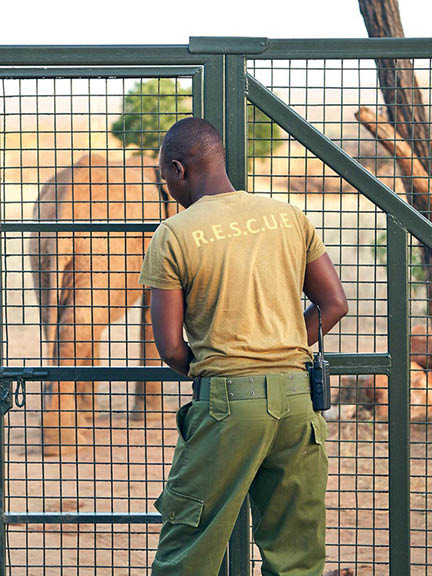 wildlife in kenya