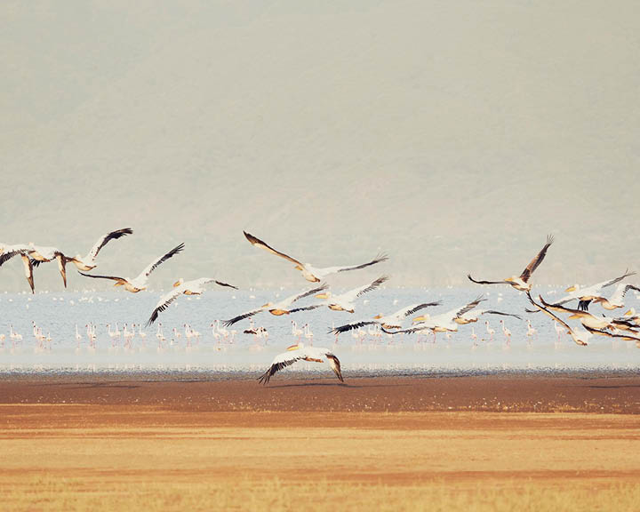 wildlife in Kenya
