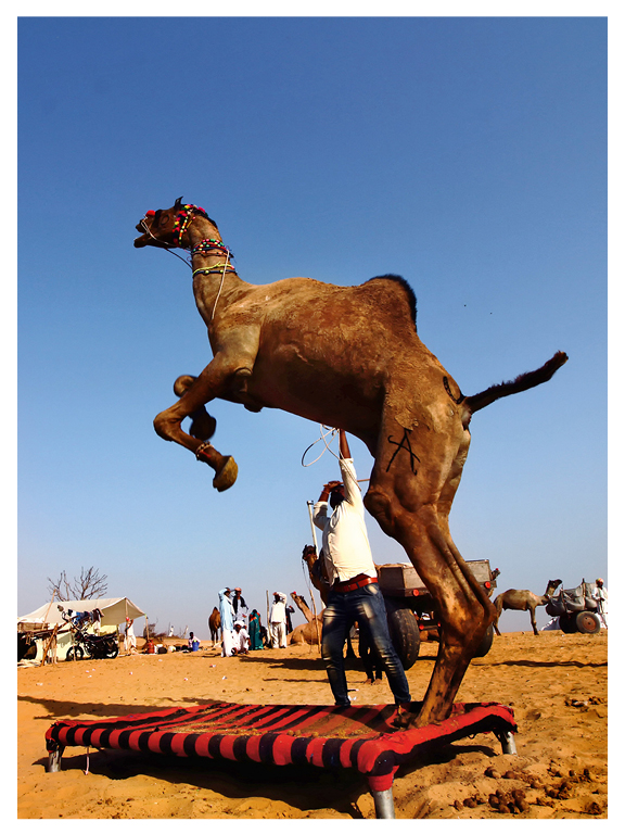 Pushkar Fair