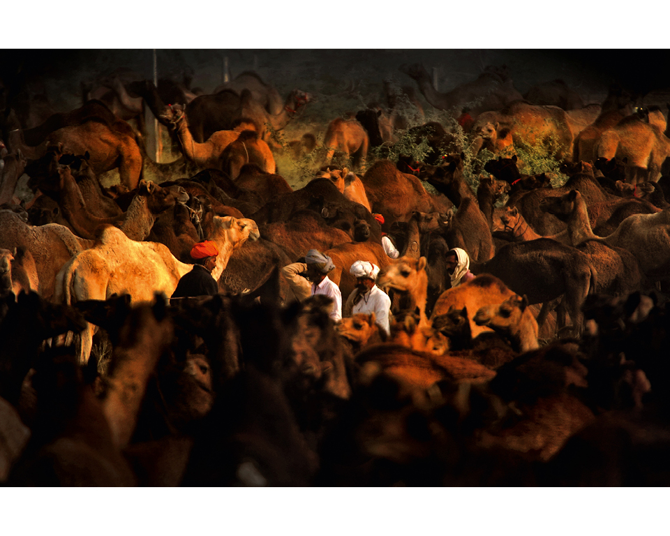 Pushkar Fair
